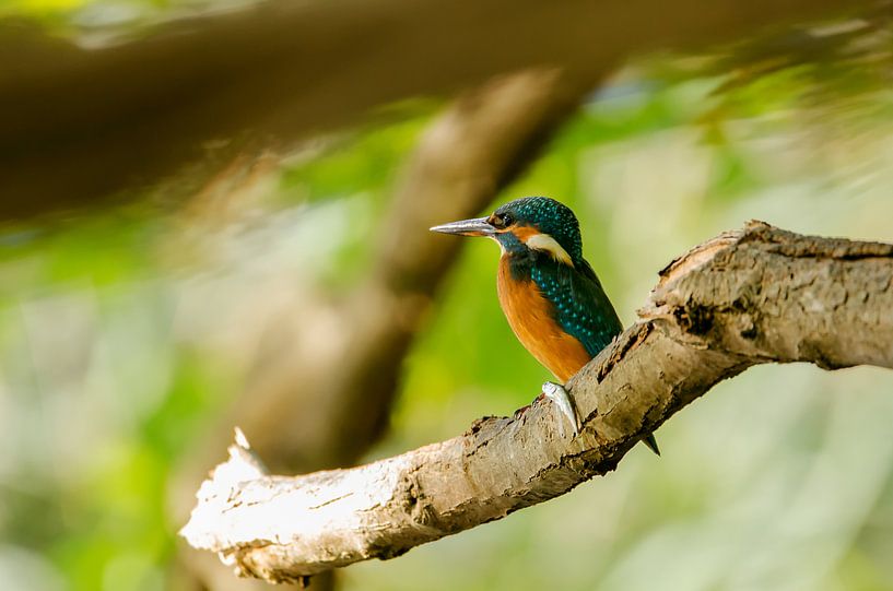 Eisvogel by Alena Holtz