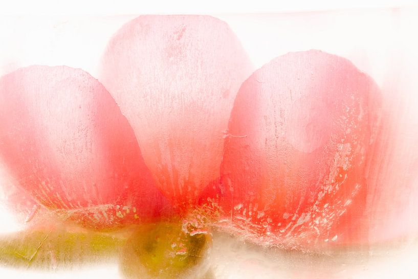 Pivoine dans la glace 3 par Marc Heiligenstein