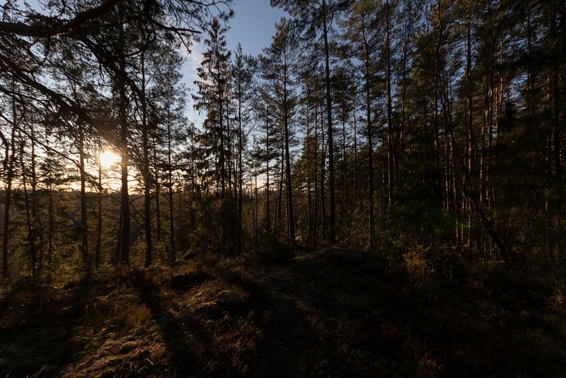 Une forêt au milieu de la Suède par Fabio Holkema