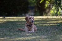 Dog sitting in grass
