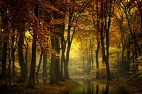 Une lumière dans la forêt II