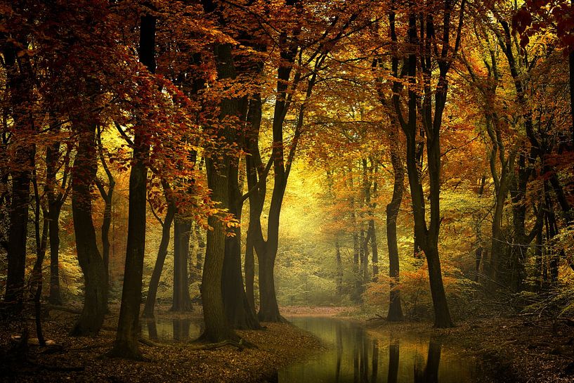 Une lumière dans la forêt II par Kees van Dongen