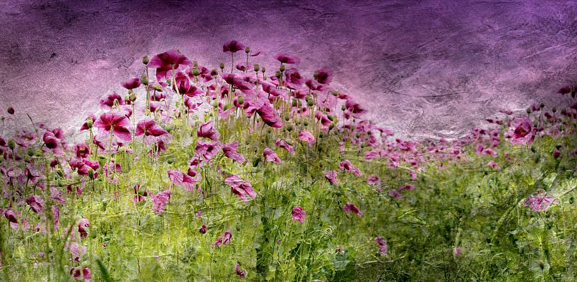 Geschwungenes Mohnfeldpanoramabild von Heike Hultsch