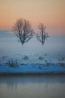 Neblige holländische Schneelandschaft mit einsamen Bäumen