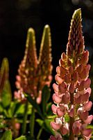 3 roze lupines