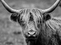 Scottish Highlander in black and white
