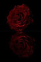 Rose en miroir