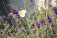 Butterfly and lavender