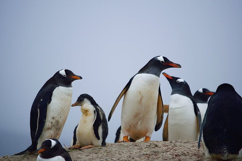 Ein Eselspinguin schaut sich um von Frank's Awesome Travels