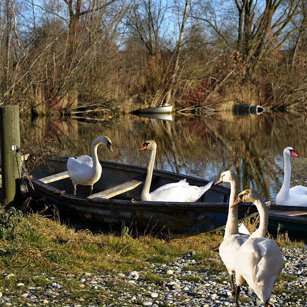 Swan Lake -  le voyage par Christine Nöhmeier