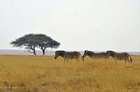 Zebras in Bewegung im Etoscha-Nationalpark