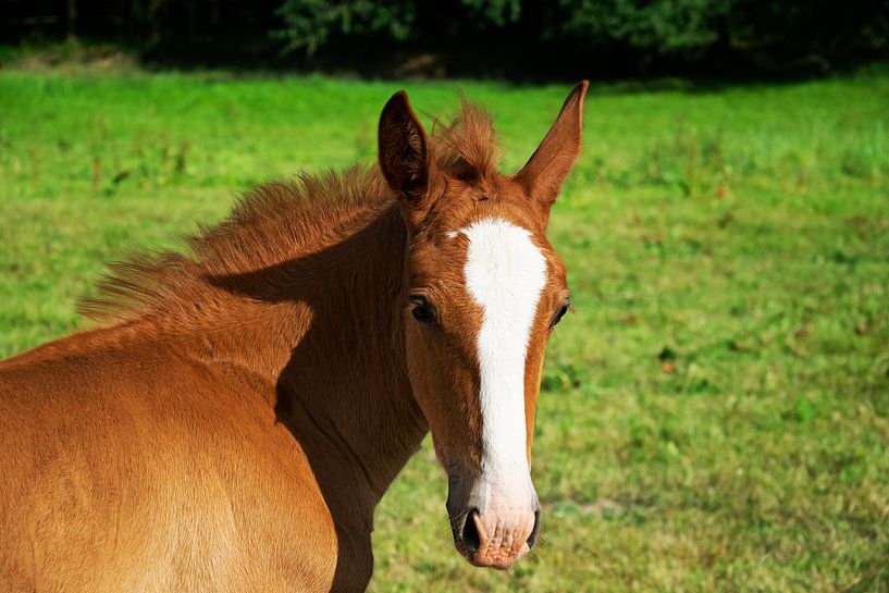 Junges Fohlen von RK