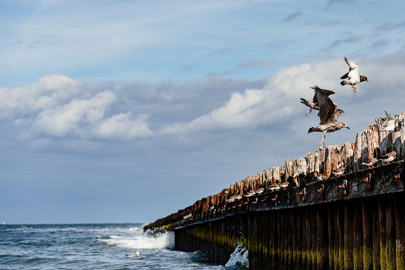 Oiseaux de mer sur Norderney par Catrin Grabowski