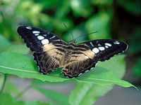 Parthenos sylvia ( Tropische vlinders ) Collectie 2018