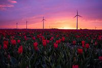 Holländische Tulpen bei einem herrlichen Sonnenuntergang.