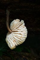 Magnifique champignon