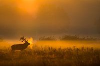 Red deer at dawn