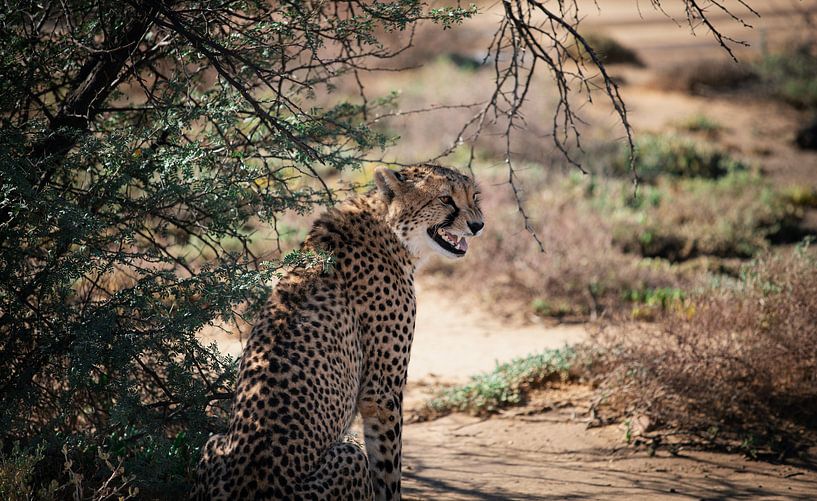 Cheetah - South Africa by Joey van Megchelen