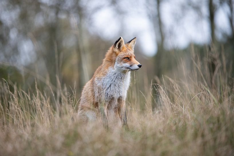 Fuchs in Landschaft | Wildlife Fotografie von Nanda Bussers
