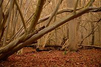 Forêt sur le domaine d'Amelisweerd