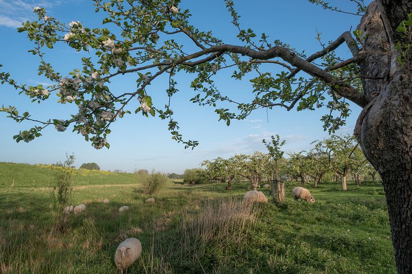 Schapen tussen fruitboomgaard by Moetwil en van Dijk - Fotografie