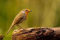Robin sur un tronc d'arbre