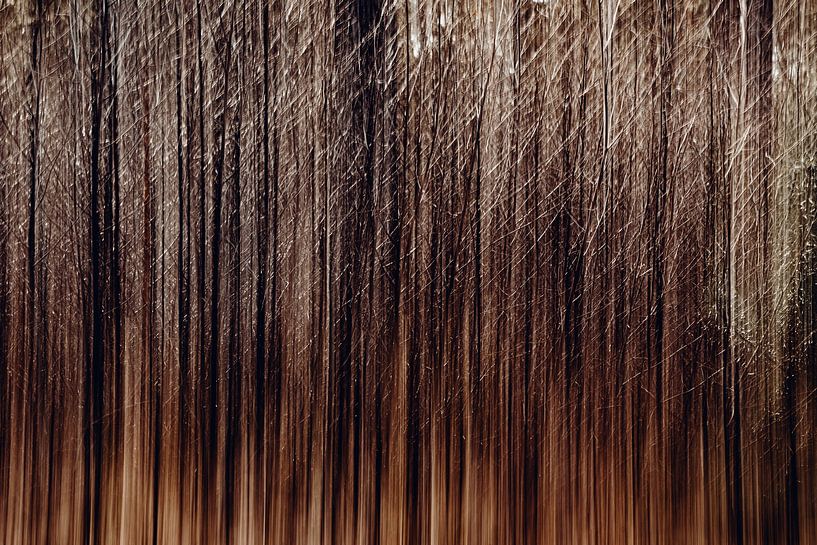 Trees in Motion by Maarten Mooijman