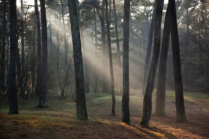 Sunbeams by Sander Mulder