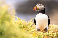 Puffin on the island of Lunga in Scotland