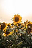 Sonnenblumenfeld in Serbien