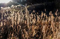 Strohhalme bei schwacher Sonne