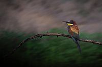 Splashes of colour in the rain