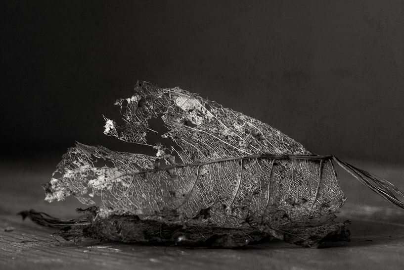 Blätter verdorren von Ellen Driesse