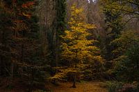 The wonders of autumn