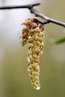 Tropfen auf Blütenknospen