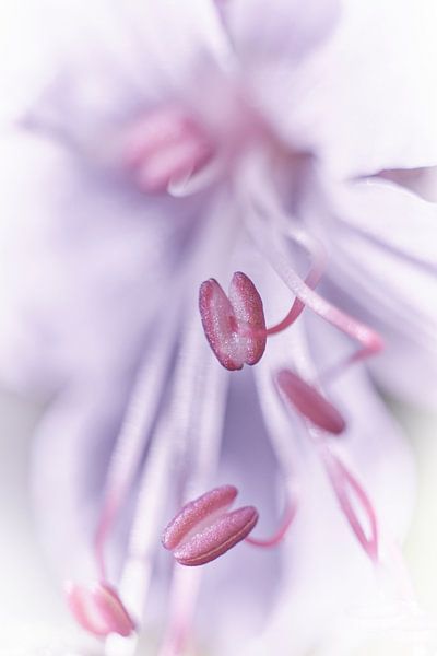 Eye for detail by Monique Visser