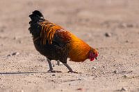 Chicken looking for food