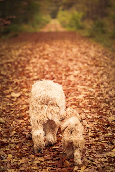 Zaza und Benji gehen zusammen in Veenhuizen spazieren von Luis Boullosa