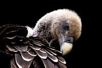 Red vulture
