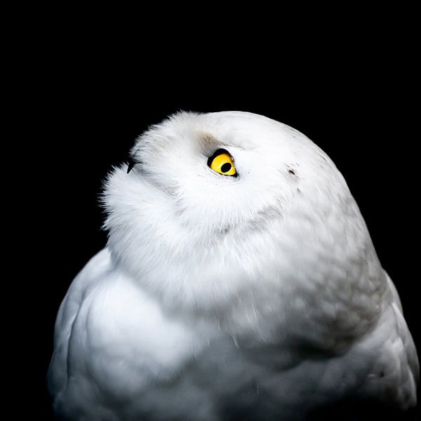 Winter White Snowy Owl by Patrik Lovrin