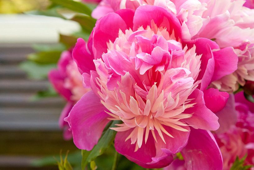 Roze pioenroos par Sanne van der Valk