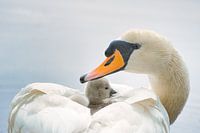 "Schwanenküken entdeckt das Licht des Lebens"