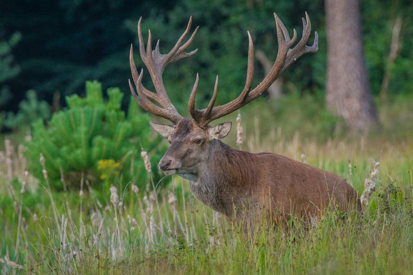 cerf commun par miranda tijssen