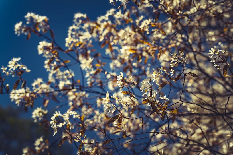 Le pouvoir des fleurs : une expédition printemps blanc 09 par FotoDennis.com | Werk op de Muur
