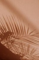 Shade of plant on pink wall