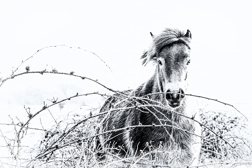 Exmoor Pony von Peter Ruijs