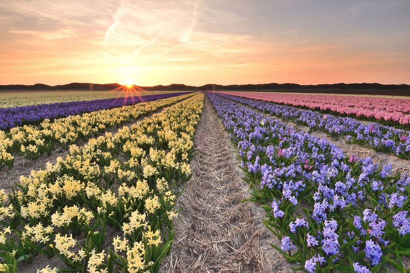 Hyazinthen bei Sonnenuntergang von John Leeninga