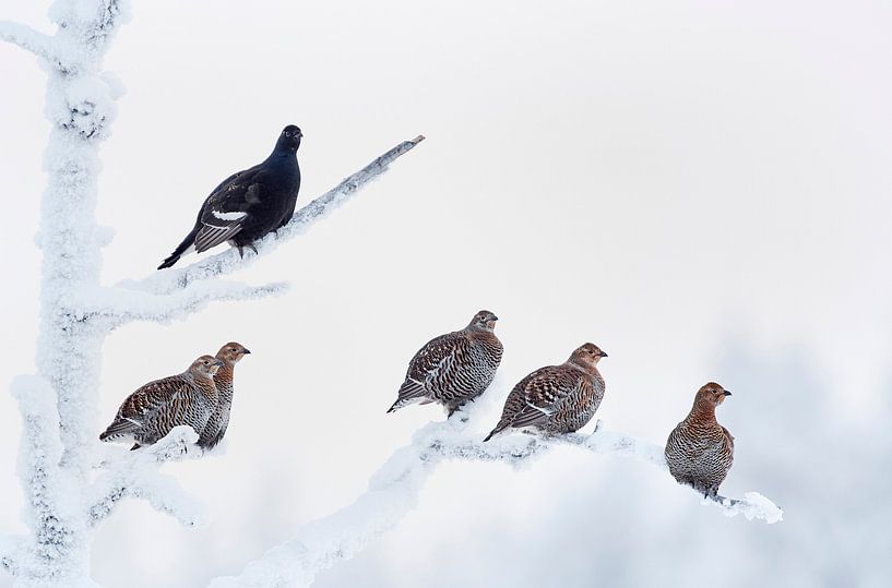 Birkhuhn (Lyrurus tetrix) von Beschermingswerk voor aan uw muur