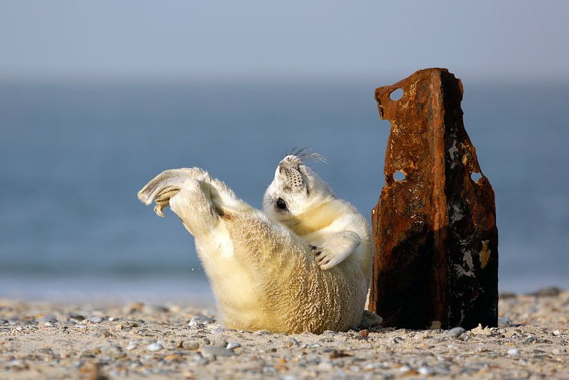 Heureux jeune PHOQUE  Gris par Marianne Ottemann - OTTI