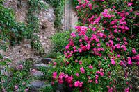 Escalier avec roses à Moustiers St. Marie